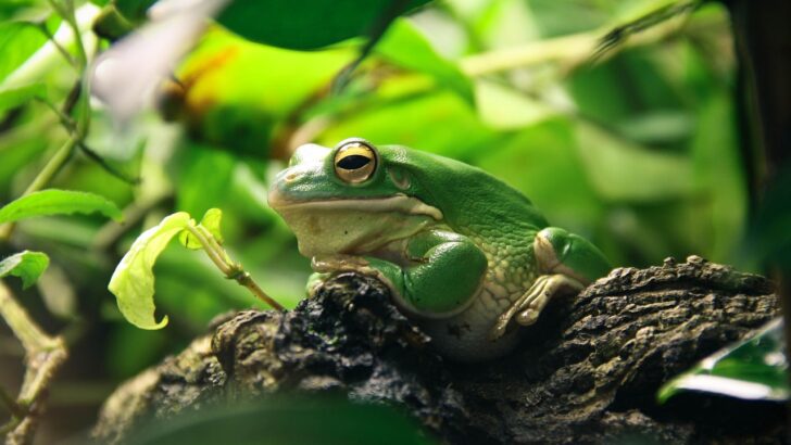 Beginner’s Guide to Crafting the Ultimate Frog Terrarium in 2026