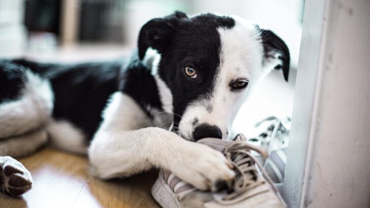 Smarter Pet Care in 2026: Expert Webinars to Power Your Best Resolutions