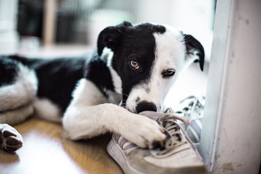 New Year’s Resolutions for Pet Owners: Pet Health Webinars by Experts You Can Watch Anytime