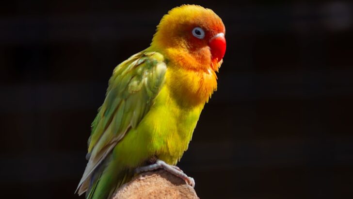 Sunshine Indoors: Why Arcadia Bird Lighting Is a Game-Changer for Pet Wellness