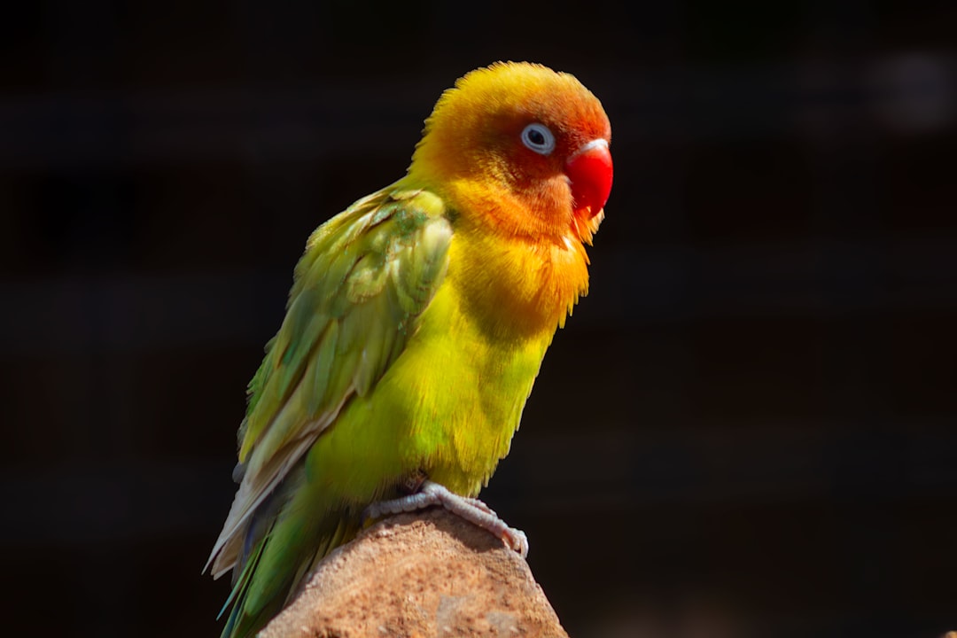 How do Arcadia bird lights improve the health of pet birds?