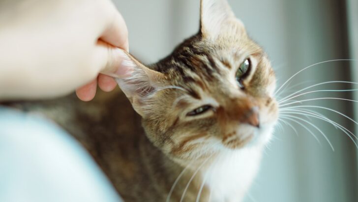 2026 Pet Wellness Guide: Vital Steps for a Thriving Companion