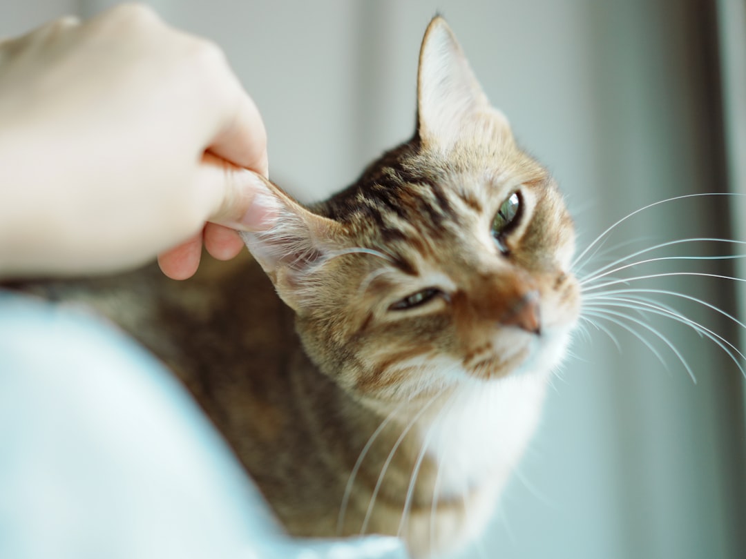 New Year Pet Wellness Checklist: Essential Health Steps for 2026