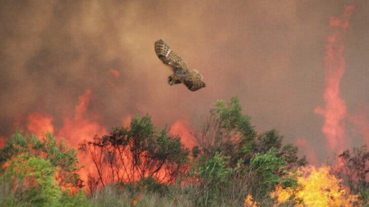 Life After Fire: What California’s Birds Reveal About Survival in a Warming World