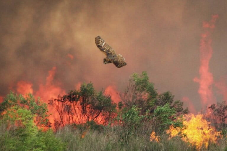 How are California’s birds faring amid ever more frequent wildfires?