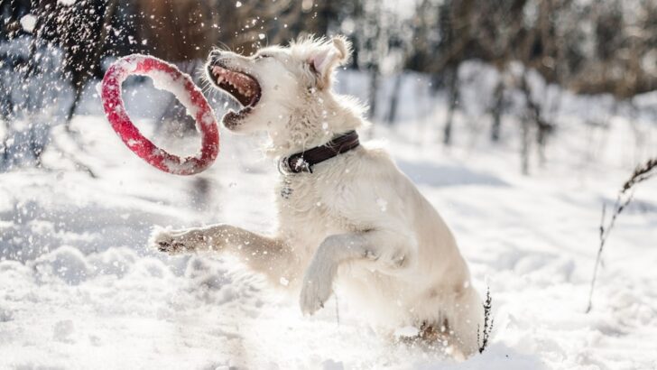 When Dogs Eat Snow: Cute Habit or Cold-Weather Danger?