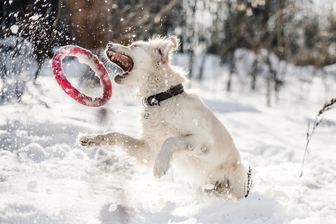 Can Dogs Eat Snow? When It’s Fine—and When It’s Dangerous