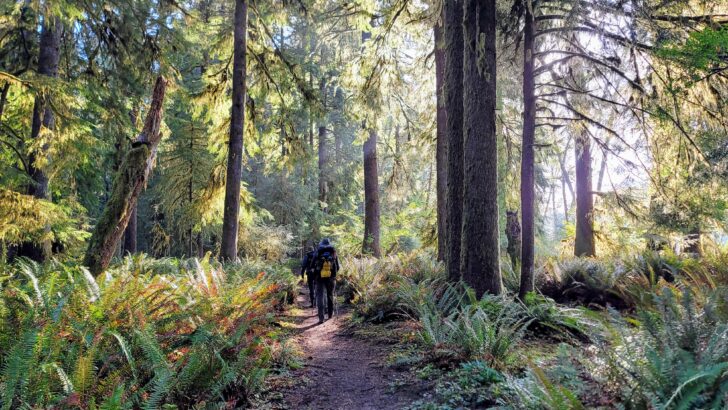 Michigan&rsquo;s &lsquo;Big Wild&rsquo; Expands: Thousands of Acres of Pristine Forest Now Protected Land