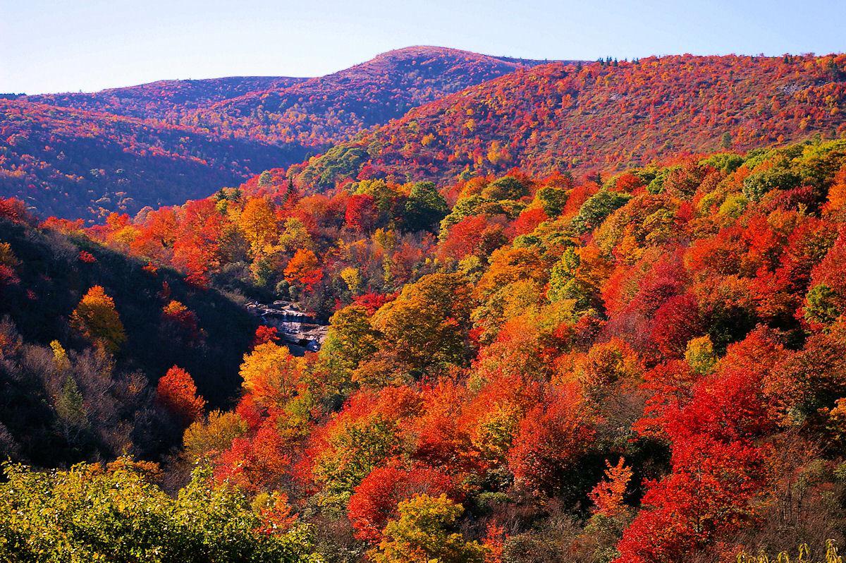 The Appalachian Temperate Rainforest: The Eastern Secret