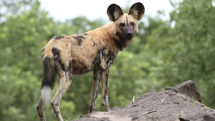 Cincinnati Zoo Forges Global Partnerships to Protect Endangered African Painted Dogs