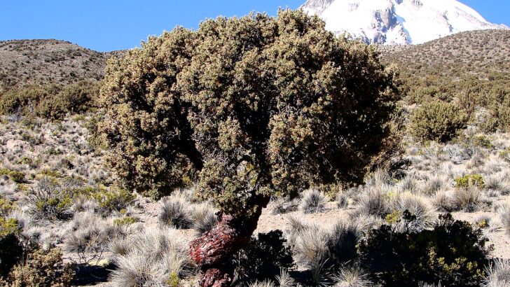 High in the Andes: Polylepis Forests Show Signs of Lasting Recovery