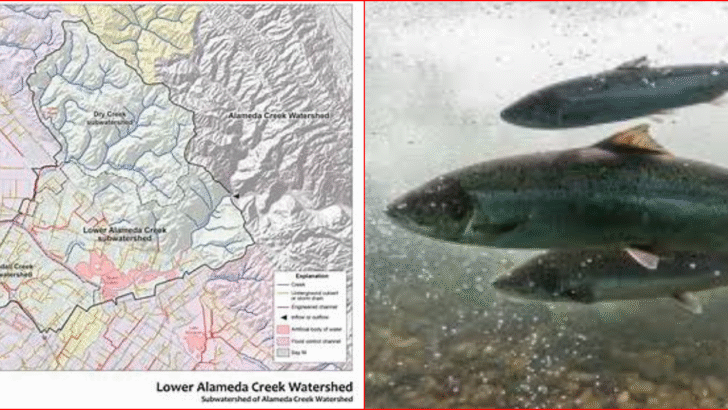 Salmon Return To California Creek After Decades