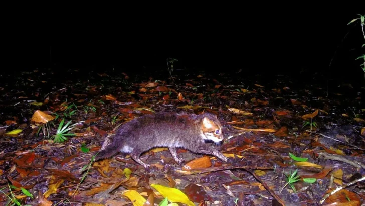 A Conservation Surprise: Flat-Headed Cat Reappears in Thailand After Decades