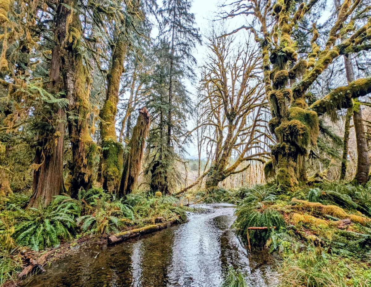 Quinault Rainforest: The Valley of Giants