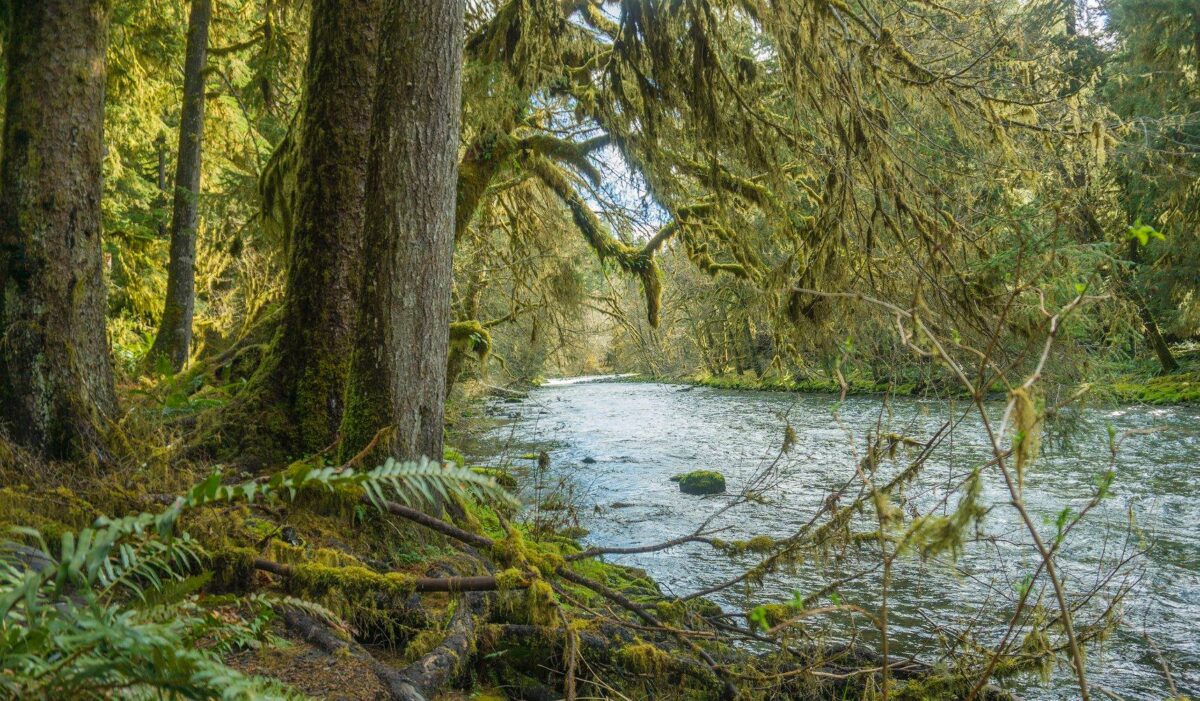 Queets Rainforest: Olympic's Hidden Valley