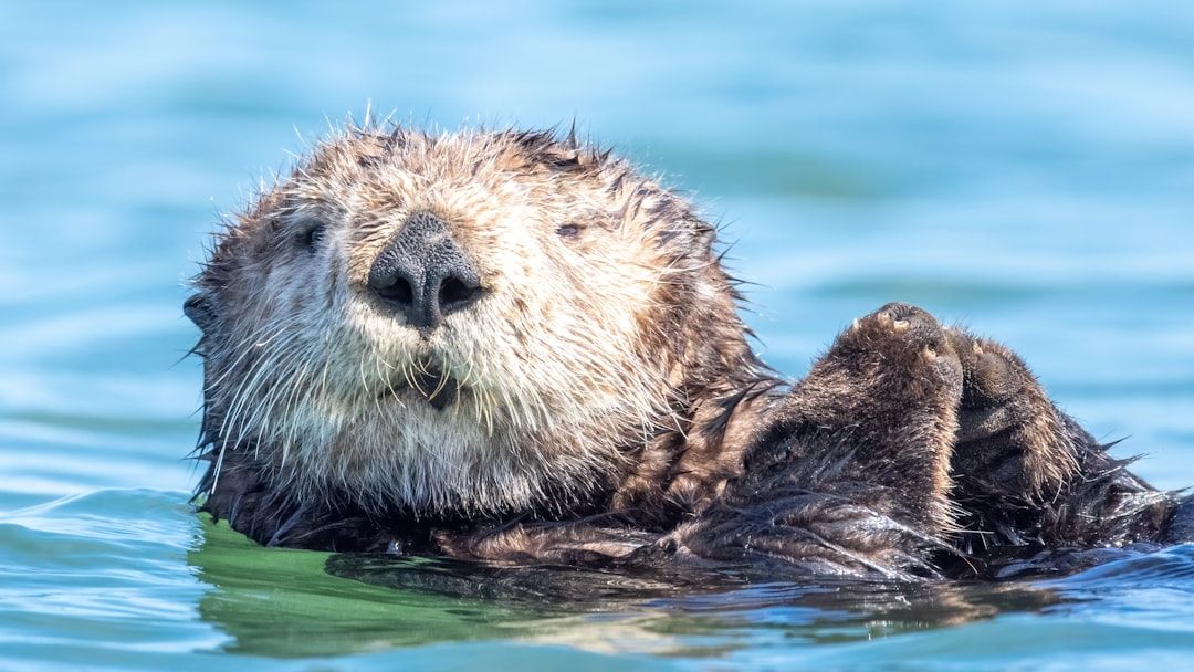 10 Fascinating Marine Animals with Remarkable Intelligence