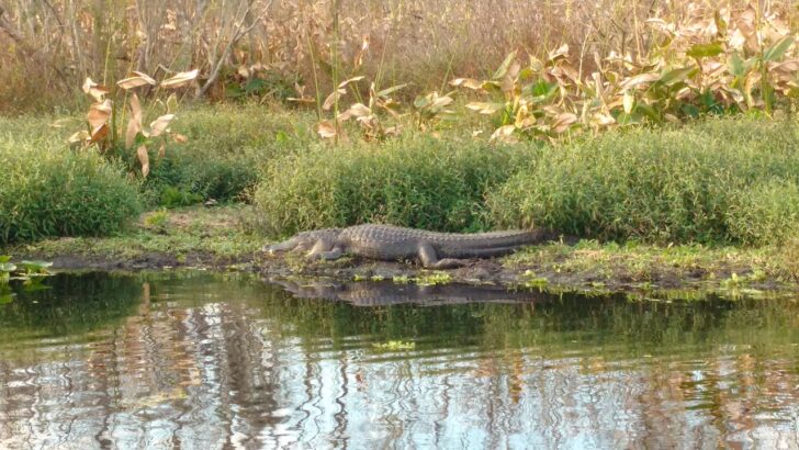 A Quarter Century Later, Everglades Restoration Meets Its Toughest Test Yet