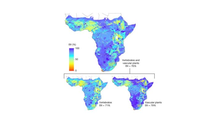 Sub-Saharan Africa&rsquo;s Biodiversity in Peril: A Stark 24% Decline Since Pre-Industrial Times