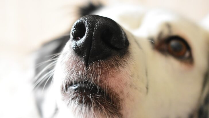 How Powerful Is a Dog&rsquo;s Nose? New Insights Reveal Its Remarkable Reach