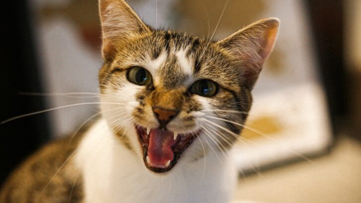 How to Tell When Your Cat Is Upset, According to Animal Behaviorists