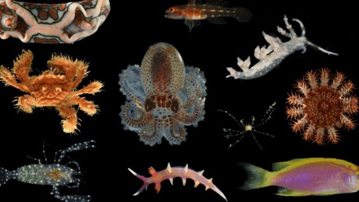 Hidden Gems of the Deep: 20 New Species Emerge from Guam’s Twilight Zone