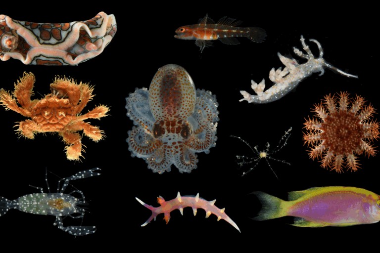 Deep-sea ‘hotels’ reveal 20 new species hiding in Pacific Ocean twilight zone near Guam