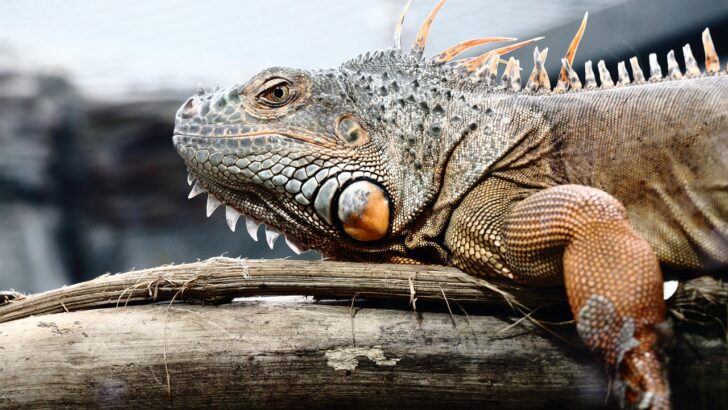 Essential Natural Supplements for Reptile Vitality and Safety, According to Experts
