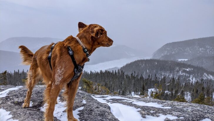 Gear Up Your Dog for Winter Hikes This January: Essential Training for Snow, Cold, and Rugged Paths