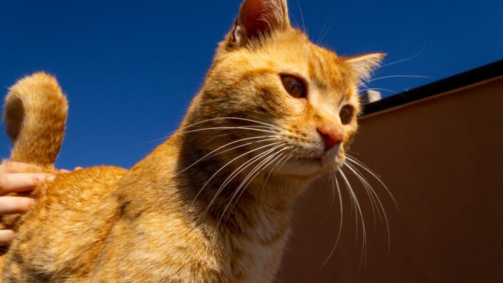 Why Cats Have Long Tails: Evolutionary Secrets Revealed