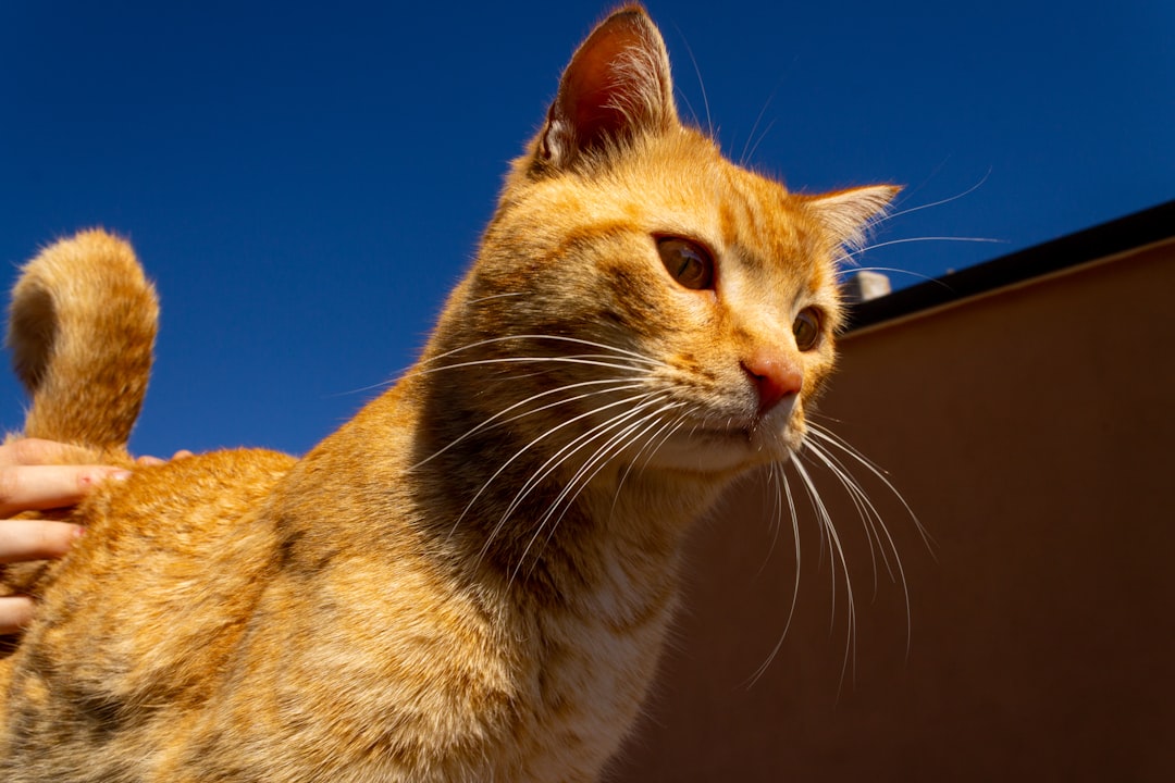 Ever Wonder Why Your Cat’s Tail Is So Long? Here’s Why