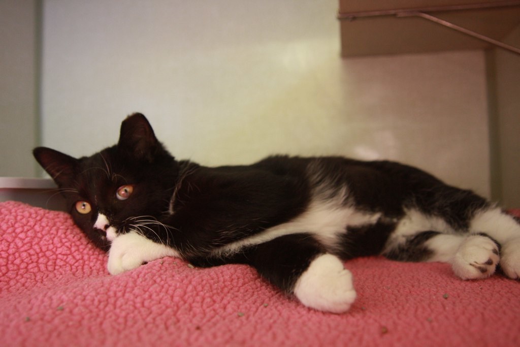 Why Is My Indoor Cat Obsessed With Escaping Outdoors, and What Can I Do To Stop It?