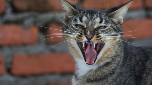 8 Ways Cats Show They Are Annoyed at You