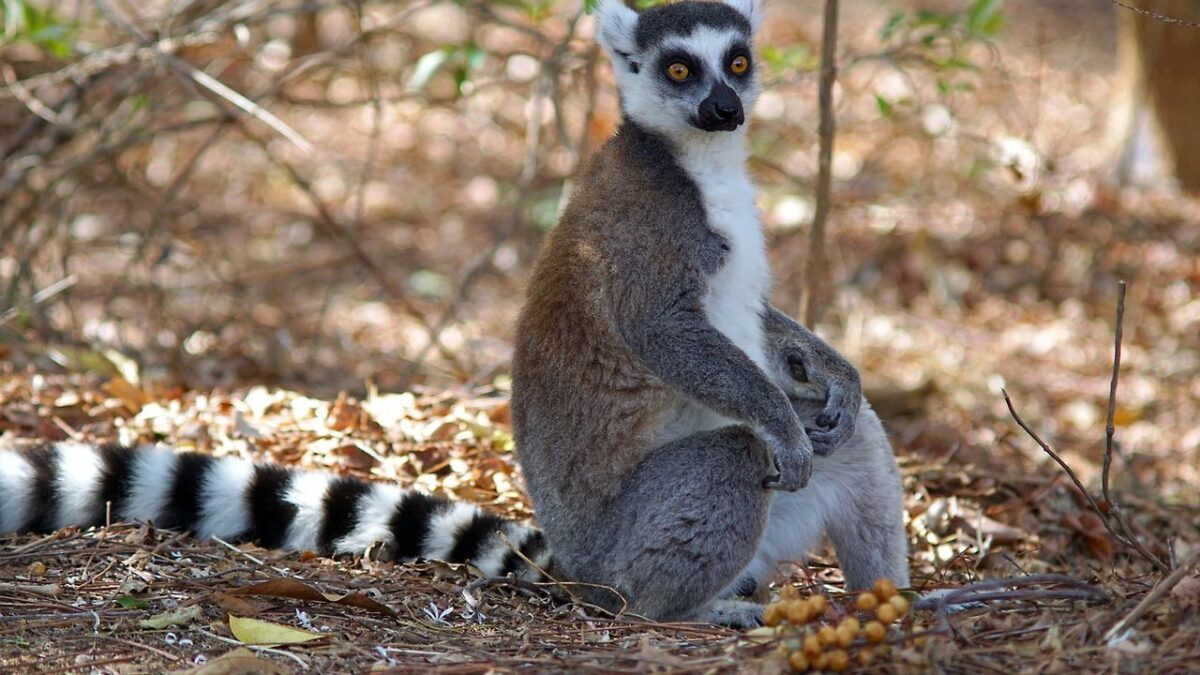 8 Facts About Arizona's State Animal: The Ringtail
