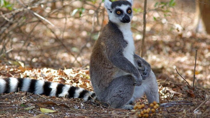 8 Facts About Arizona’s State Animal: The Ringtail