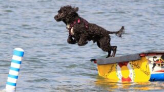 The Best Dog Breeds for Coastal Life in California