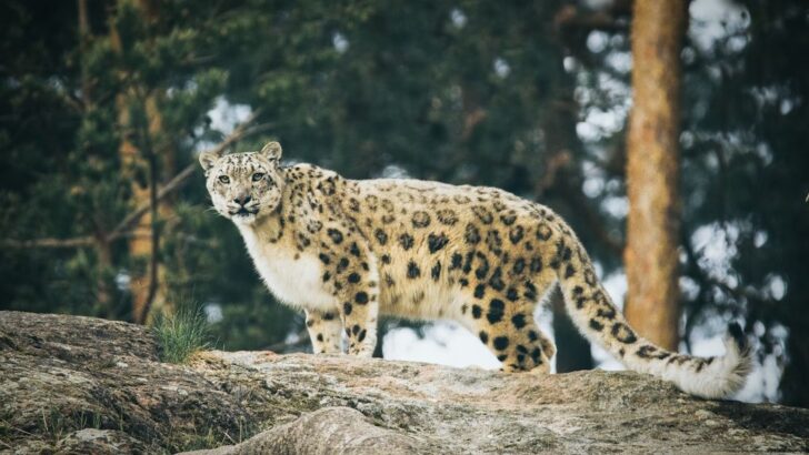 What Mountain Animal Are You According to Your Zodiac Sign