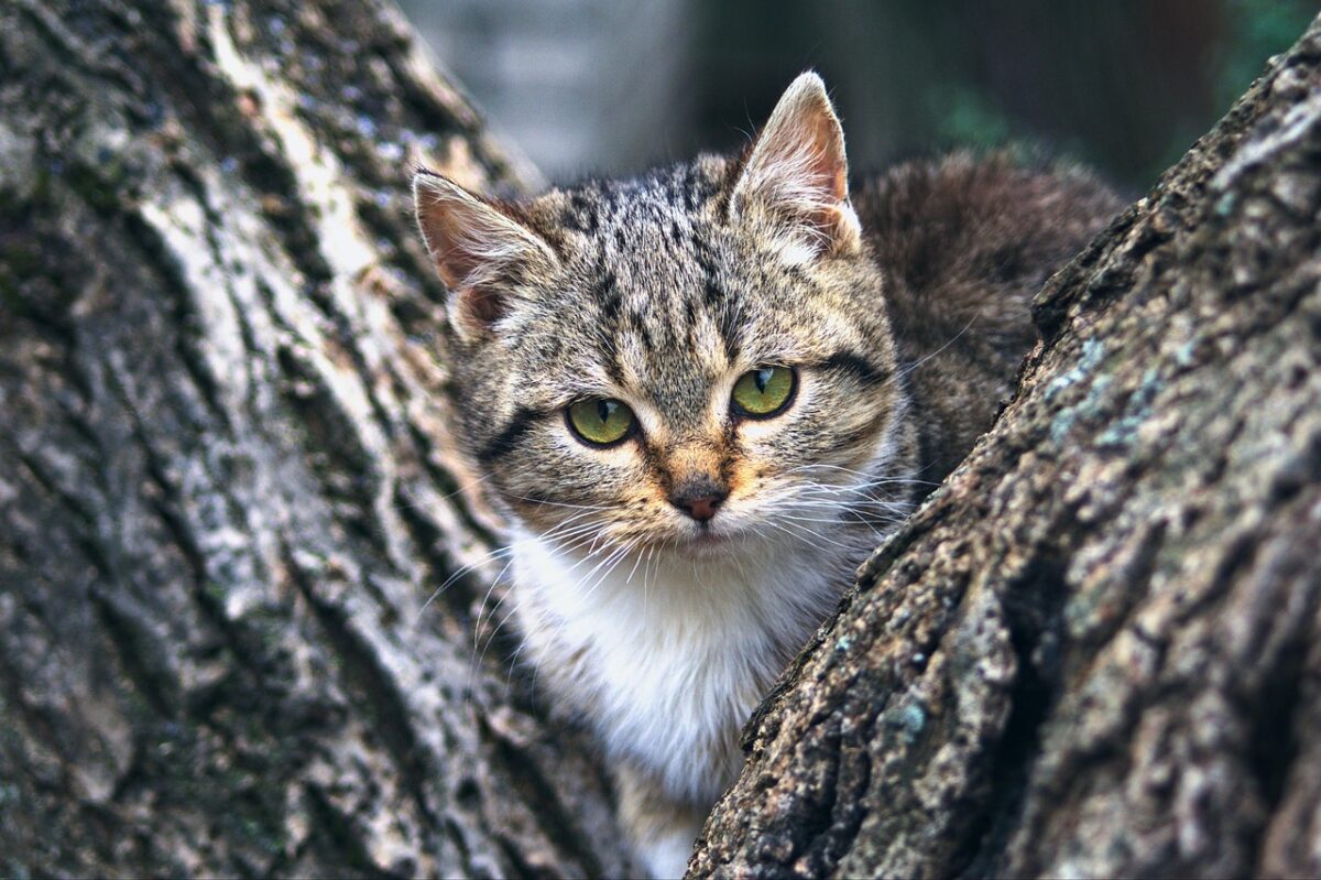 Eco-Friendly Pet Products Guide For Healthier, Happier Pets
