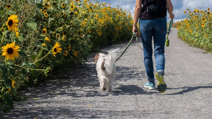 Dog Daycare or Daily Walks? How Overworked Owners Are Rethinking Pet Care