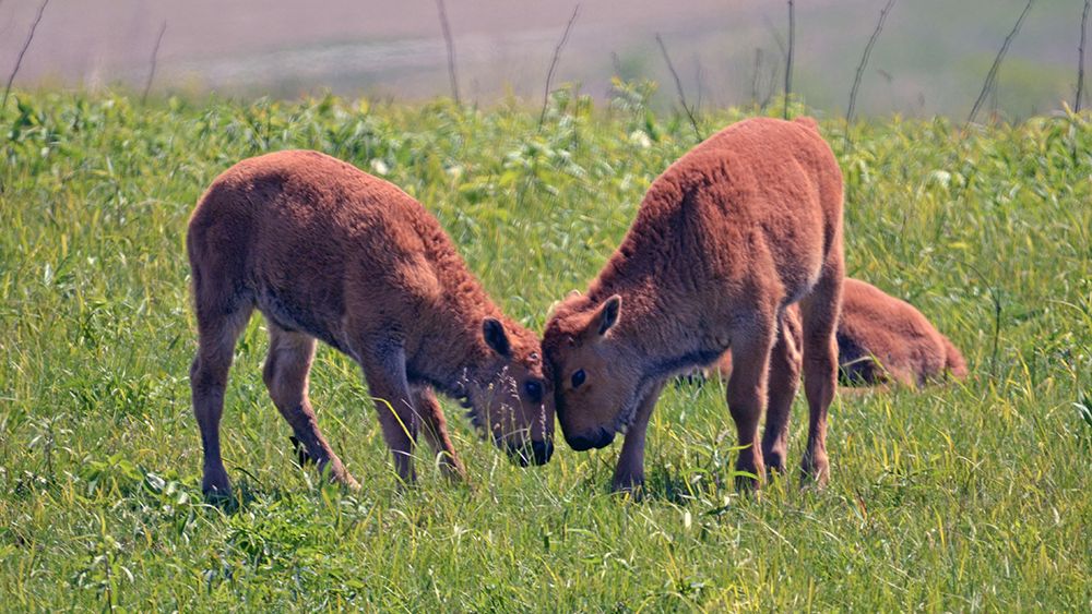 Why Do Animals Play? Unraveling the Joyful Mystery of Animal Games