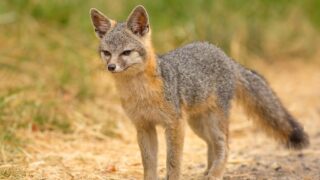 8 Facts About the Gray Fox, The only Tree Climbing Canine