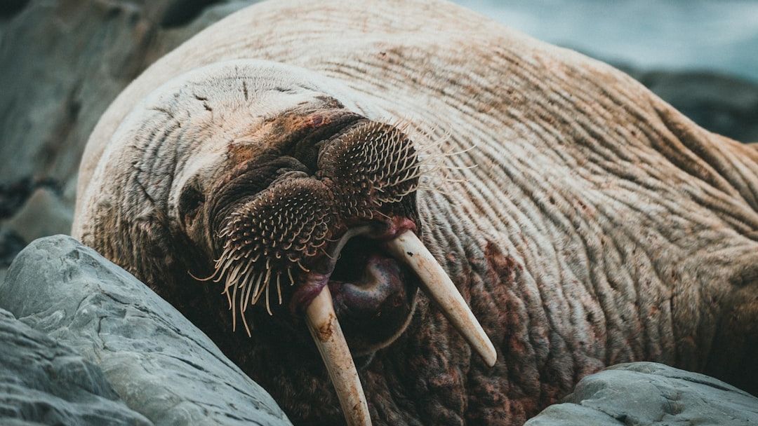 11 Animals With the Most Surprising Sleep Habits