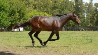 2026 Is The Year Of The Horse In The Chinese Zodiac: Here's What It Means For You