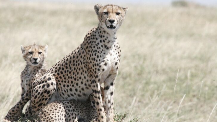 10 Animal Moms Who Go to Extreme Lengths for Their Babies