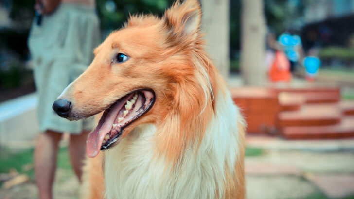 The Truth About Feeding Shrimp to Dogs, According to Experts