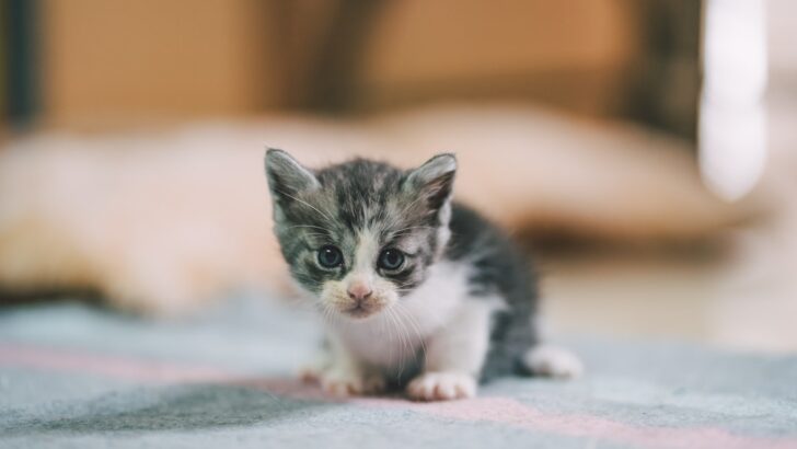 How a Stray Kitten Found at a Truck Stop Changed One Life Forever