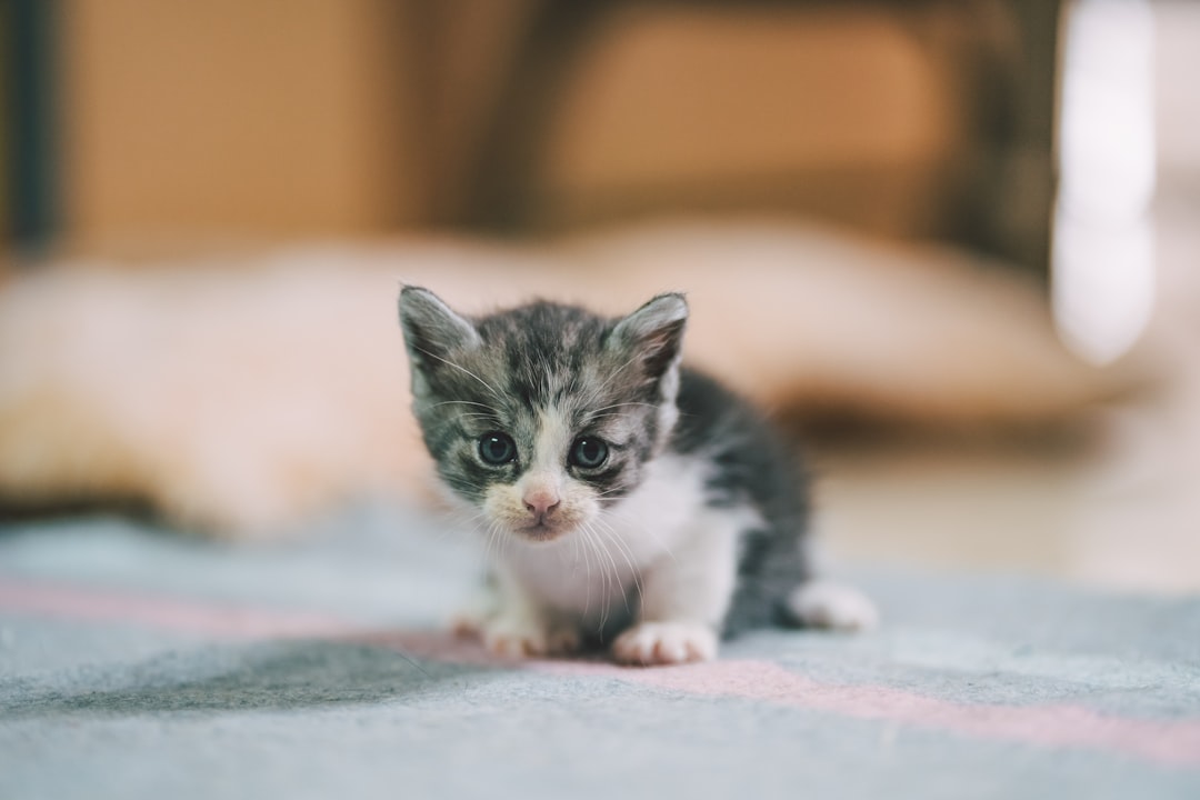 One Cat's Journey From Truck Stop Rescue to Emotional Anchor at Home