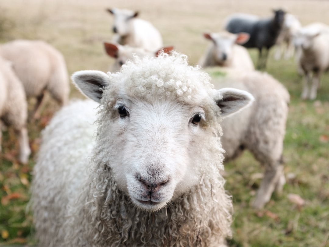 The Animals Who Shaped a Movement