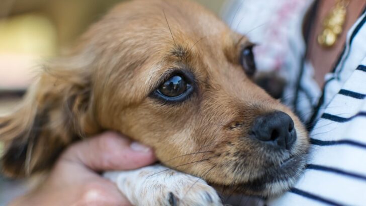 New Year&rsquo;s Eve Fireworks Spark Wave of Pet Distress and Disappearances in Netherlands