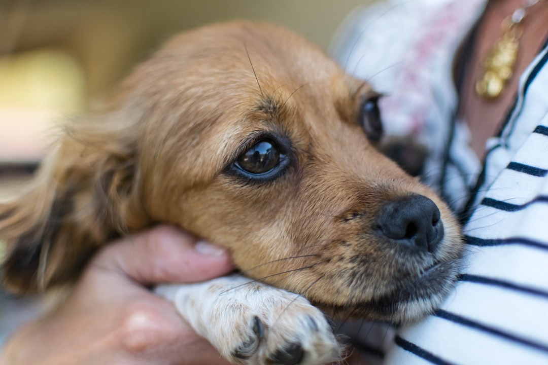 Fireworks cause fear and missing pets in the Netherlands