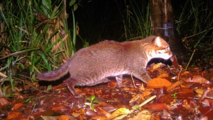Uplifting Wildlife Sightings That Fueled Conservation Hope in 2025